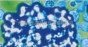 試劑盒