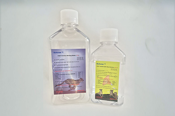 天能 8006-6006|Biofuraw™ 快速轉(zhuǎn)膜緩沖液(10X)