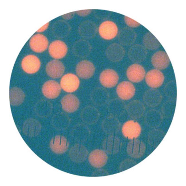 Cyto-Cal校直微粒