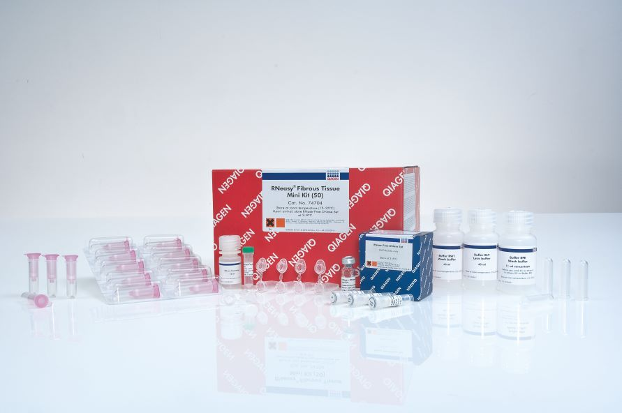 RNeasy Fibrous Tissue Mini Kit (50) 富含纖維的組織總RNA提取試